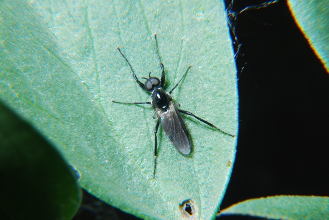 Bibionidae.